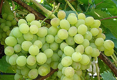 Описание сортов и характеристик винограда Москато и культурных особенностей