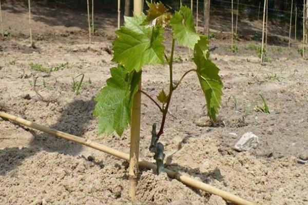 Описание сорта винограда Мукузани, правила посадки и уход