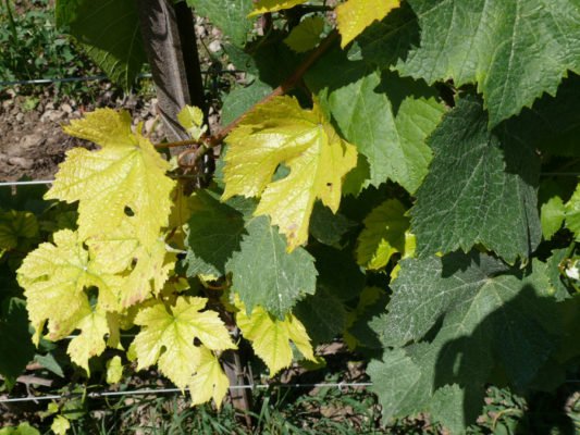 Описание сорта винограда Виктория, особенности посадки и выращивания
