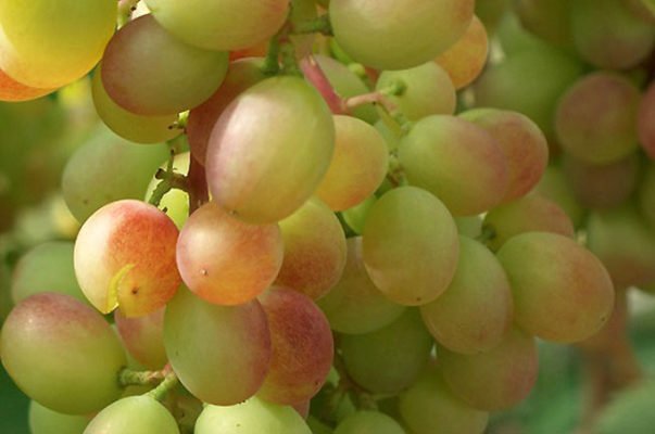Описание сорта винограда Виктория, особенности посадки и выращивания