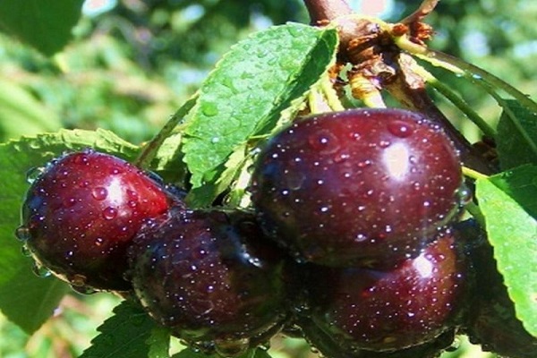 Описание вишнево-вишневого гибрида Ночка, характеристика и районы выращивания князя