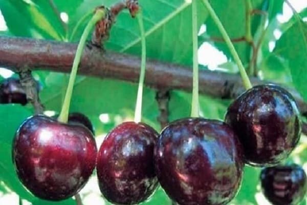 Описание вишнево-вишневого гибрида Ночка, характеристика и районы выращивания князя