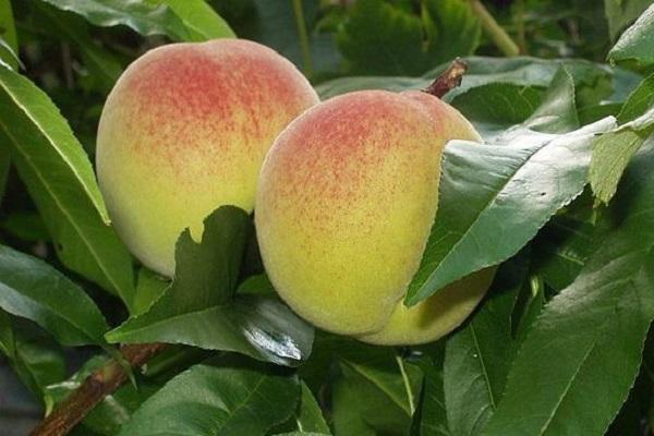 Описание 20 лучших сортов крымских персиков и правила выращивания
