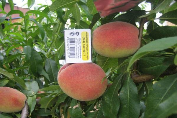 Описание 20 лучших сортов крымских персиков и правила выращивания