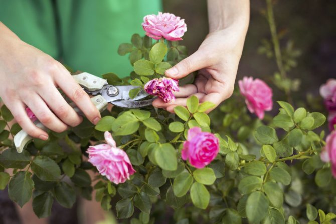 Осенняя обрезка разных видов роз: как правильно делать