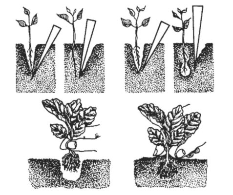 Особенности уборки белокочанной капусты