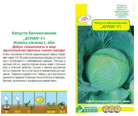 Особенности посадки и выращивания сорта капусты Атрия F1