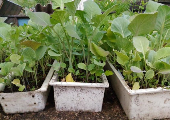 Особенности посадки и выращивания сорта капусты Атрия F1