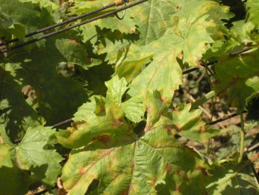 Особенности посадки и выращивания винограда в Подмосковье