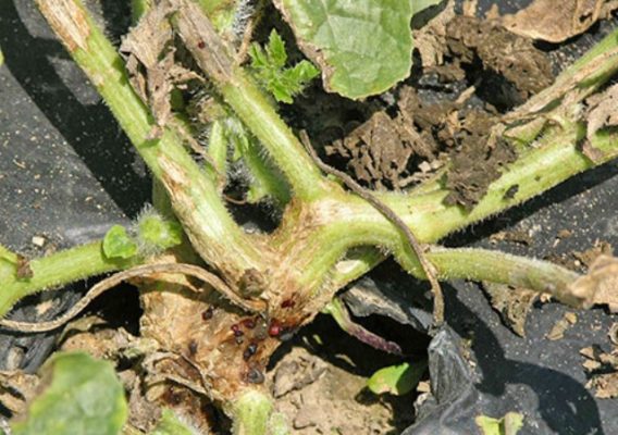 Характеристики выращивания арбузов в Сибири
