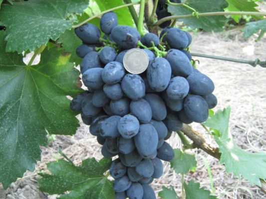 Характеристики раннего выращивания столового винограда Забава