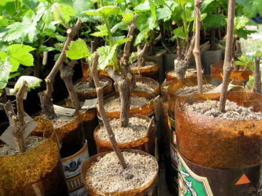 Характеристики раннего выращивания столового винограда Забава