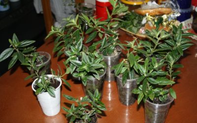 Особенности выращивания тропической колонны в домашних условиях