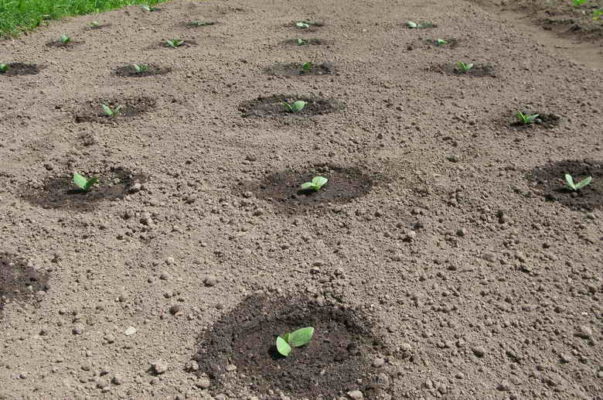 Особенности выращивания тыквы на Урале: рассадный и прямой способ посадки