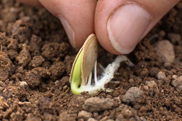 Особенности выращивания тыквы на Урале: рассадный и прямой способ посадки