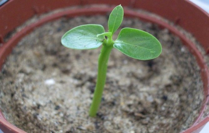 Пахиподиум: размножение семенами и уход в домашних условиях