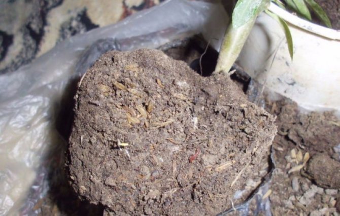 Пахиподиум: размножение семенами и уход в домашних условиях