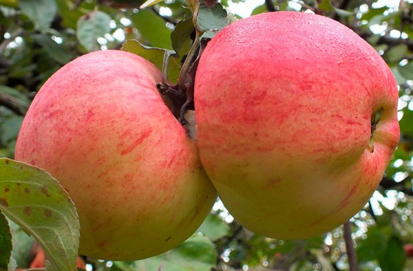 Память Мичурина, яблоня: описание, выращивание