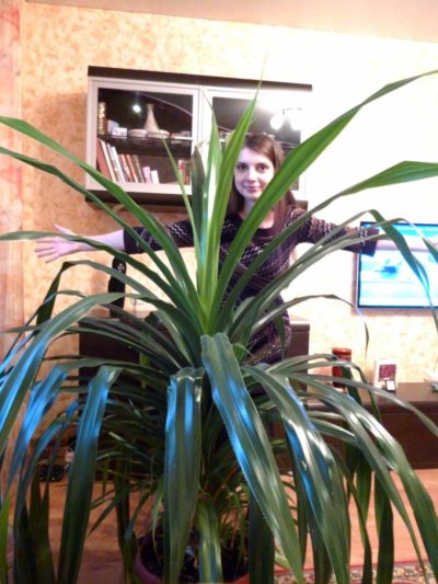 Панданус: как вырастить тропического гиганта в домашних условиях