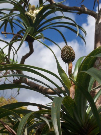 Панданус: как вырастить тропического гиганта в домашних условиях