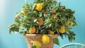 Павловский лимон: уход в домашних условиях