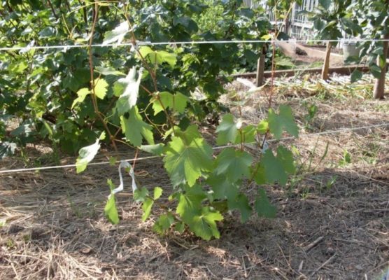 Пересаживаем виноград на новое место правильно