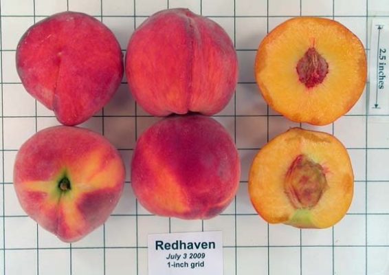 Peach Redhaven - сочный и ароматный