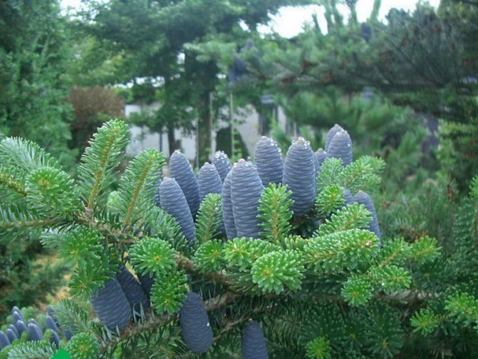 Пихта корейская: посадка, уход и размножение дерева с красивейшими шишками