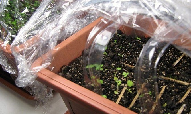 Сбор клубники из семян: тонкости и советы