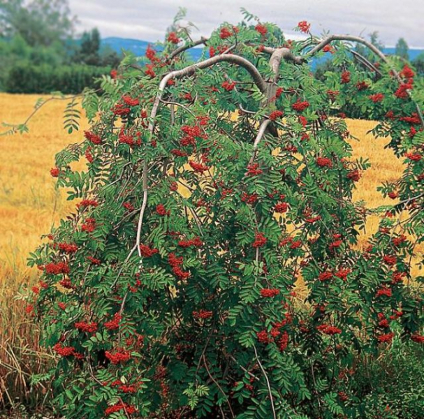 Плакучая рябина фото