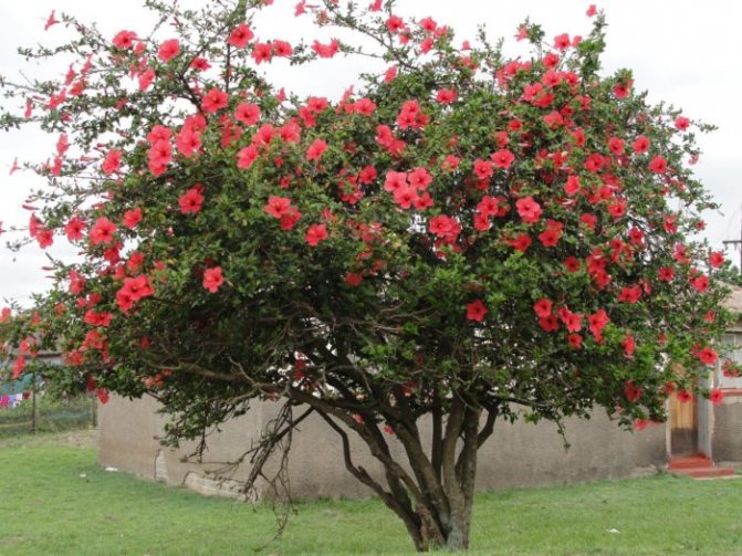 Почему китайская роза считается «цветком смерти» и правда, что ее нельзя держать дома?