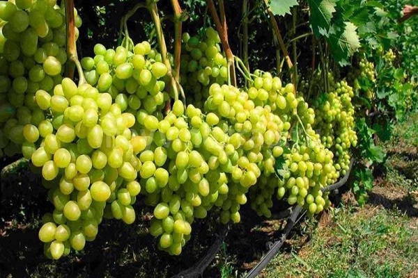 Почему виноград не цветет и не плодоносит и что делать, меры профилактики