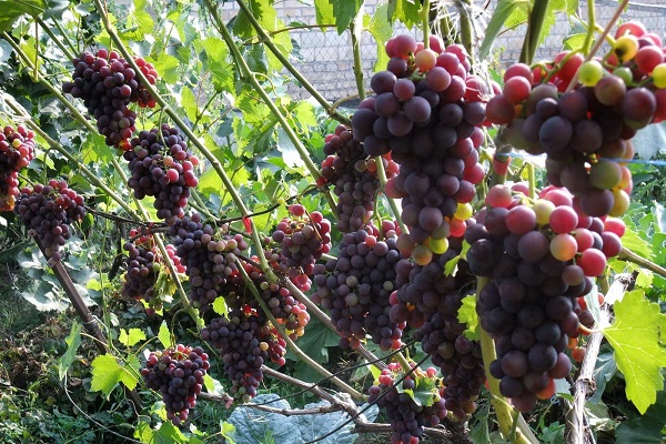 Почему виноград не цветет и не плодоносит и что делать, меры профилактики