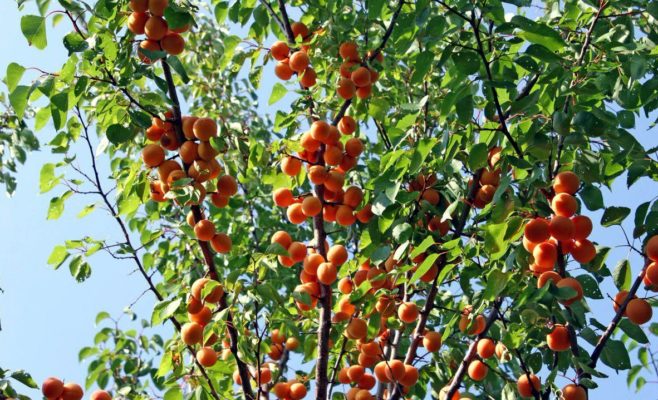 Почему абрикос не плодоносит: основные причины и методы борьбы с проблемой