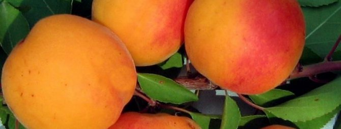 Почему абрикос не плодоносит: основные причины и методы борьбы с проблемой