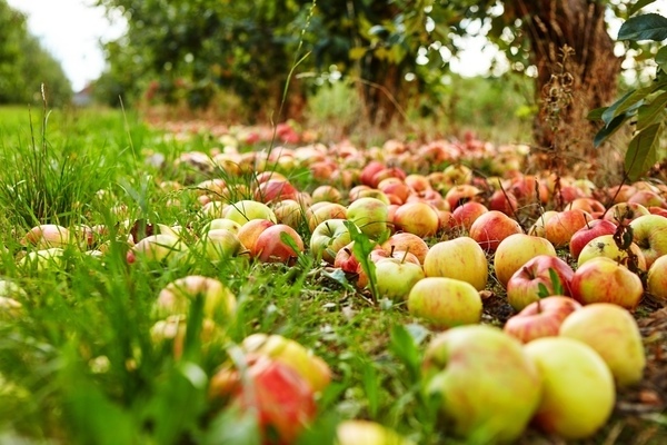 Почему яблоки падают с яблони до созревания
