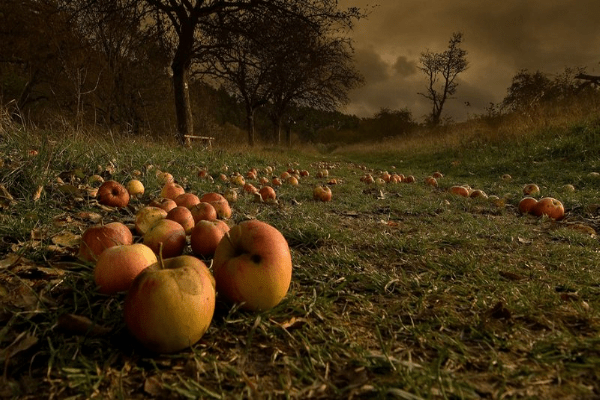 Почему яблоки падают с яблони до созревания
