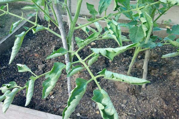 Почему у рассады томатов засыхают листья