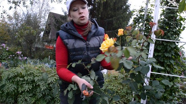 Подготовка плетистой розы к зиме: обрезка, утепление и другие работы