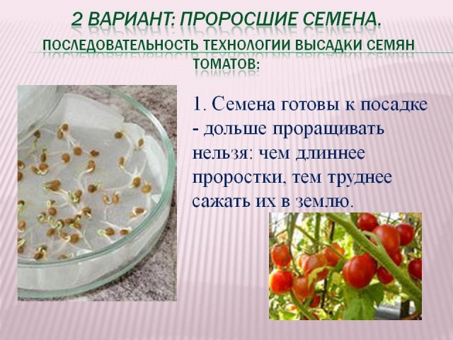 Подготовка семян томатов к рассаде