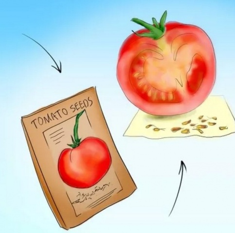 Подготовка семян томатов к рассаде