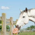 Польза и вред соли для лошадей, как правильно лизать и какую выбрать