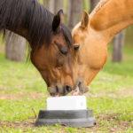 Польза и вред соли для лошадей, как правильно лизать и какую выбрать