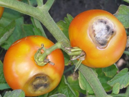 Катя томат - ультраранний и неприхотливый