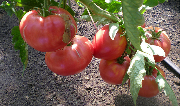 Краса сибири томат отзывы описание сорта