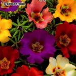Портулак: посадка семян и уход за цветущим ковром в открытом грунте и на подоконнике