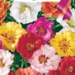 Портулак: посадка семян и уход за цветущим ковром в открытом грунте и на подоконнике