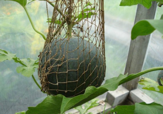 Посадка арбузов в теплице: подготовка почвы и семян, уход за растениями