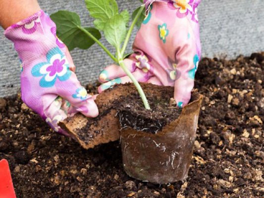 Посадка арбузов в теплице: подготовка почвы и семян, уход за растениями