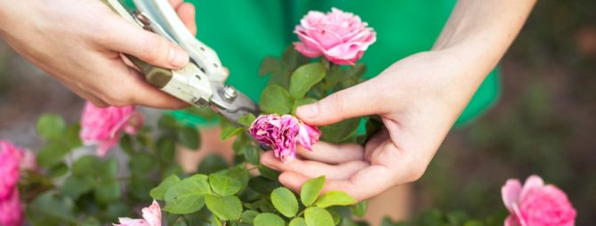 Посадка и уход за садовыми розами - напоминание начинающим садоводам